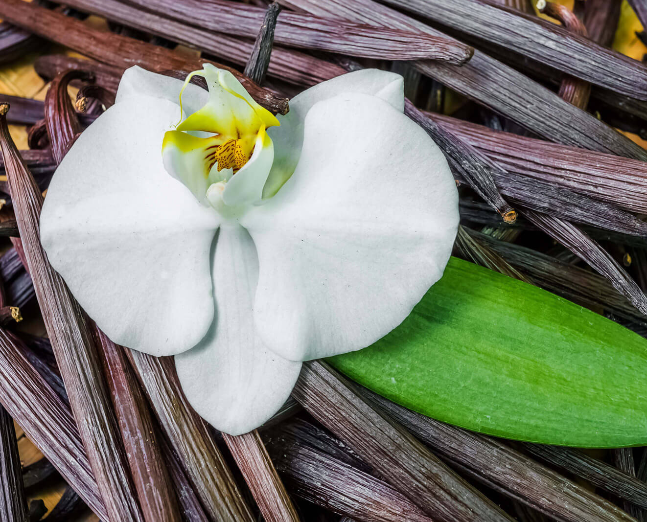 A white orchid flower rests on vanilla pods.
