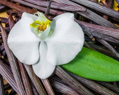 A white orchid flower rests on vanilla pods.