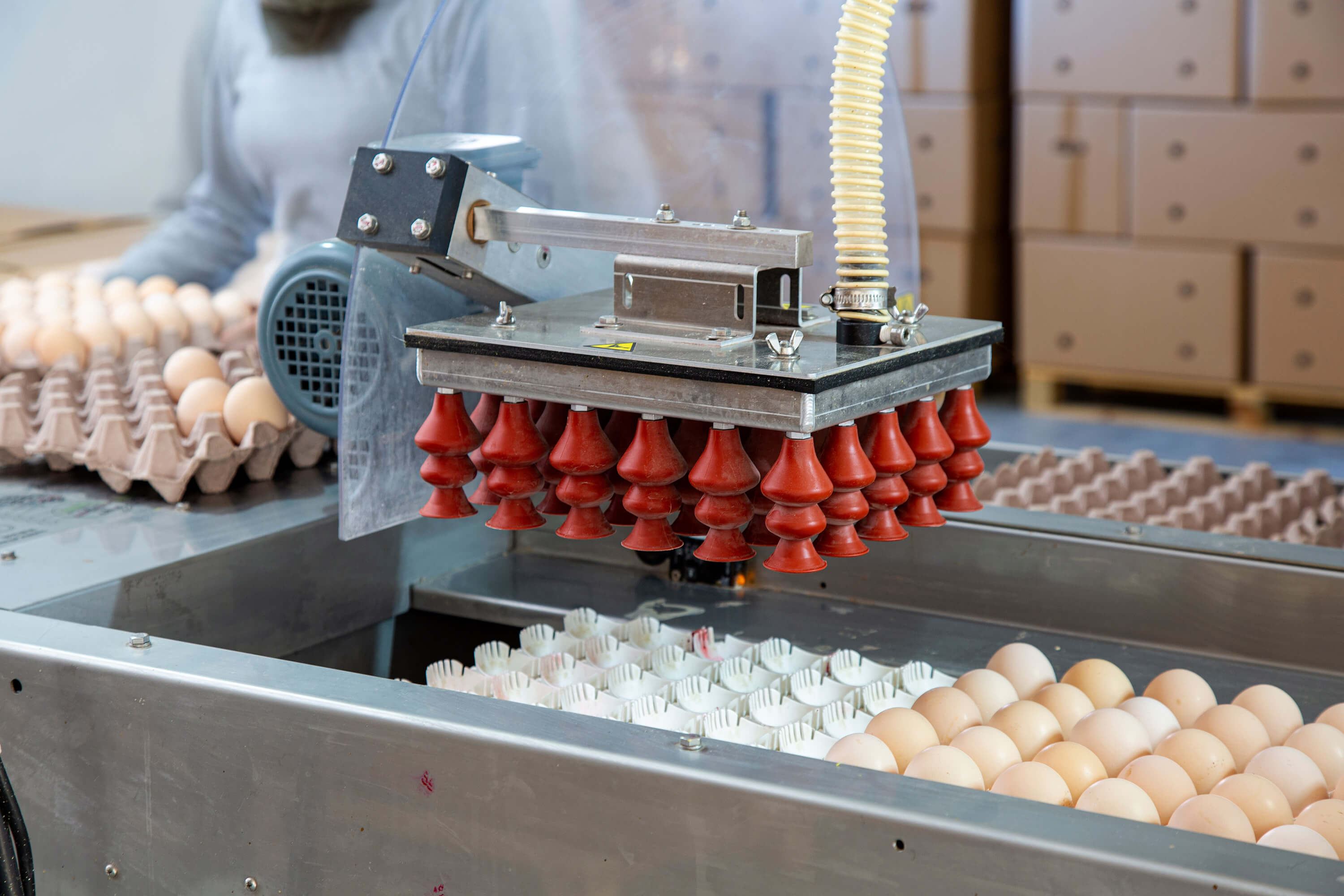 An automated machine packages eggs in an industrial poultry facility.