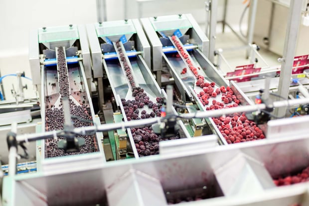 Frozen raspberries are processed on an industrial production line.