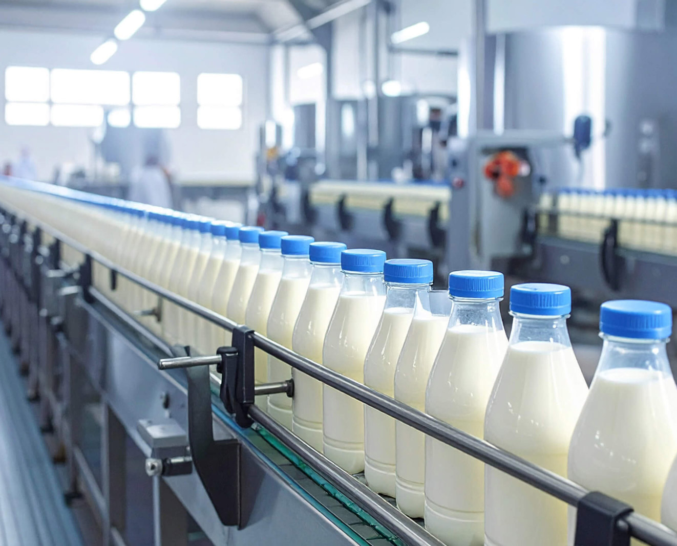 Milk bottles move along a conveyor belt on a dairy production line.
