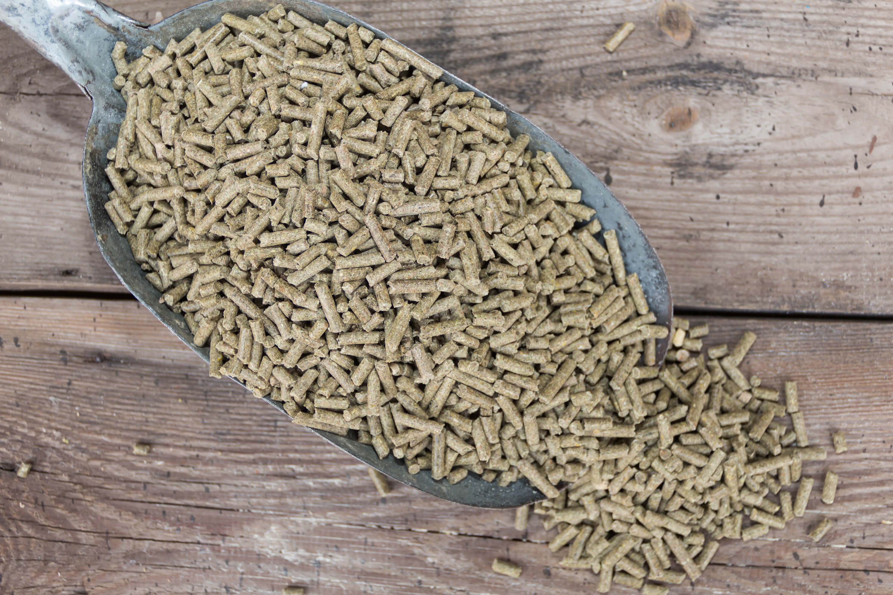 Spoon filled with rabbit feed pellets for sale in a forage store.