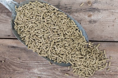 Spoon filled with rabbit feed pellets for sale in a forage store.