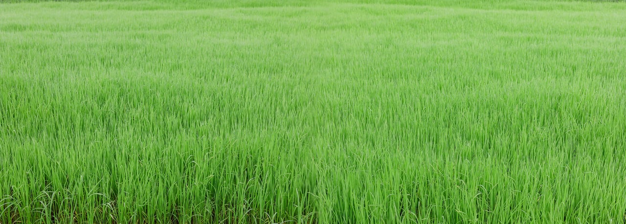 Green grass field texture background.