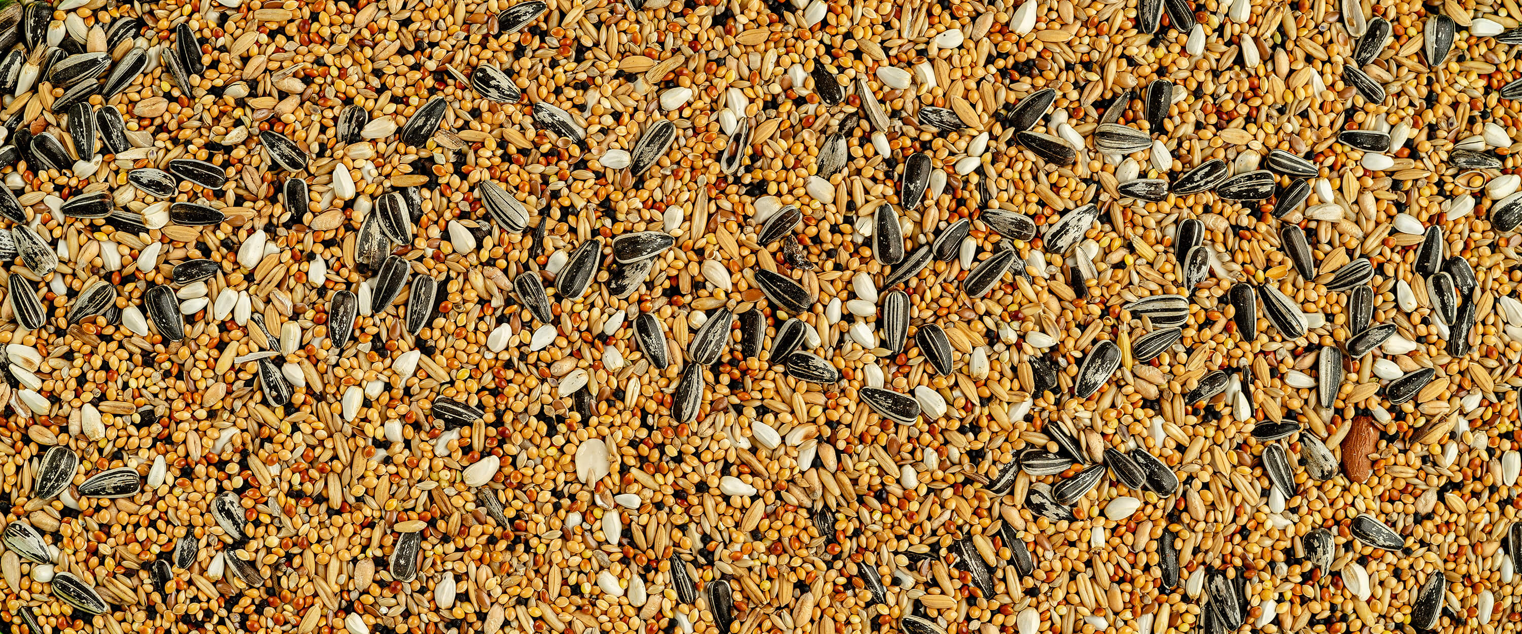 Parrot food seed mix background with sunflower seeds and grains.