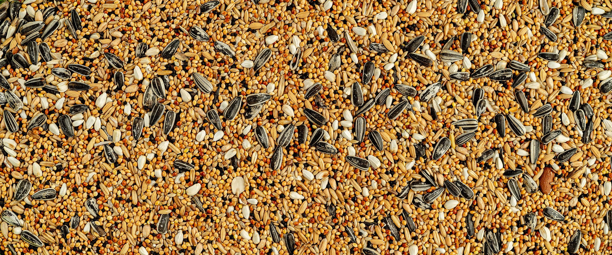 Parrot food seed mix background with sunflower seeds and grains.