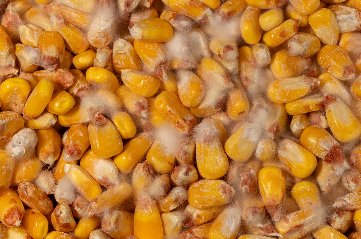Maize kernels covered with white fungal growth as a source of mycotoxin contamination.
