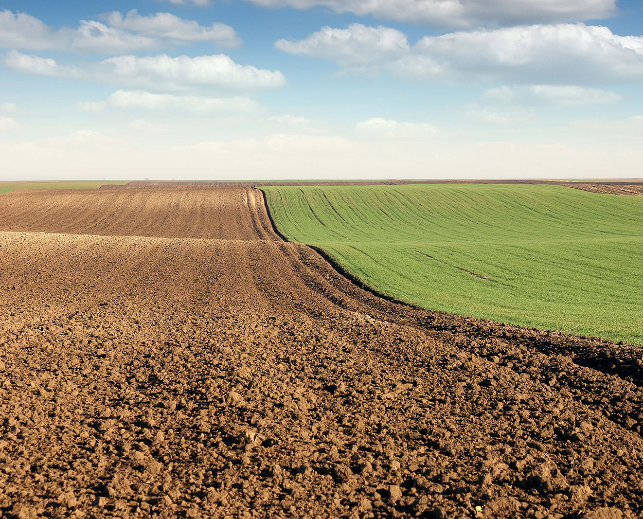 A plowed field with young green wheat stretches across the landscape on a sunny autumn day.