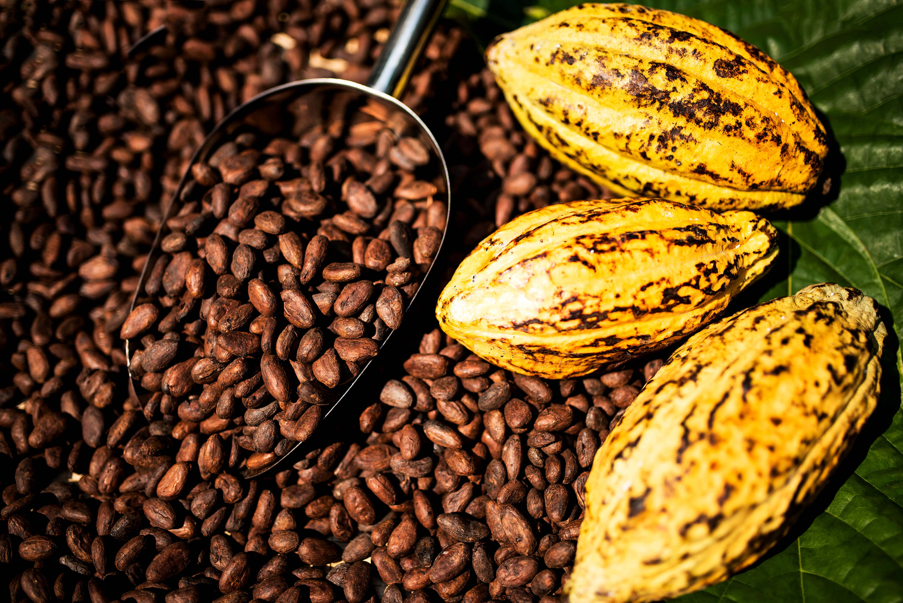 Cocoa beans and a cocoa fruit arranged as raw materials in a cocoa-themed composition, with aromatic cocoa beans forming the background.