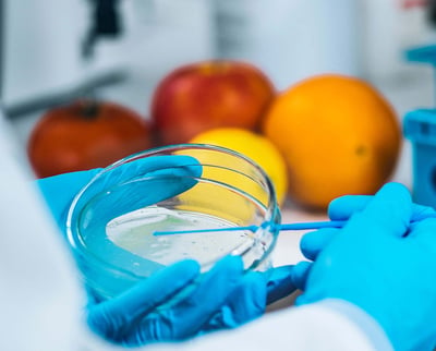 A person in a microbiology laboratory holds a petri dish and uses a sampling tool for food safety testing.