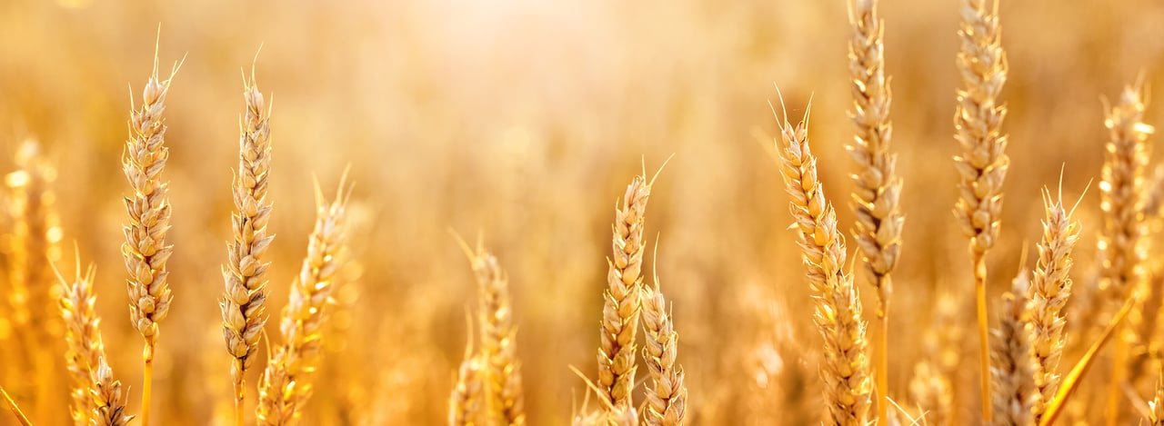 Sunlit wheat spikelets in a field captured in a panoramic view.