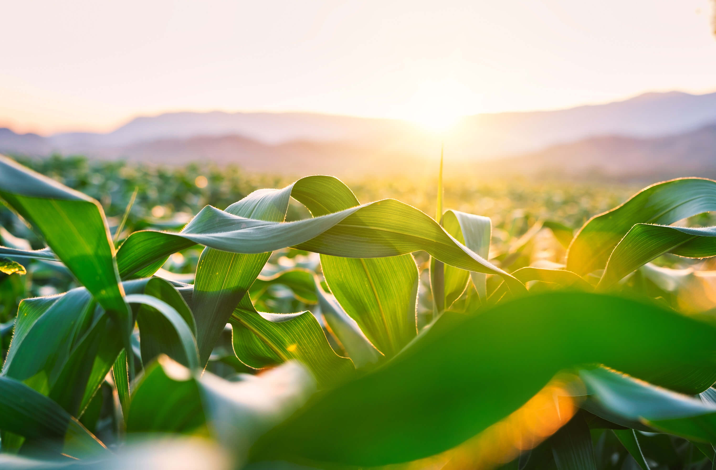 Maize crops grow in an agricultural plantation at sunset, representing cereal production for the animal feed industry.