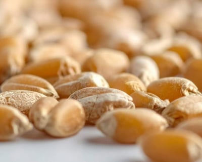 A close-up of corn kernels, highlighting their importance as a staple cereal grain for many cultures worldwide.