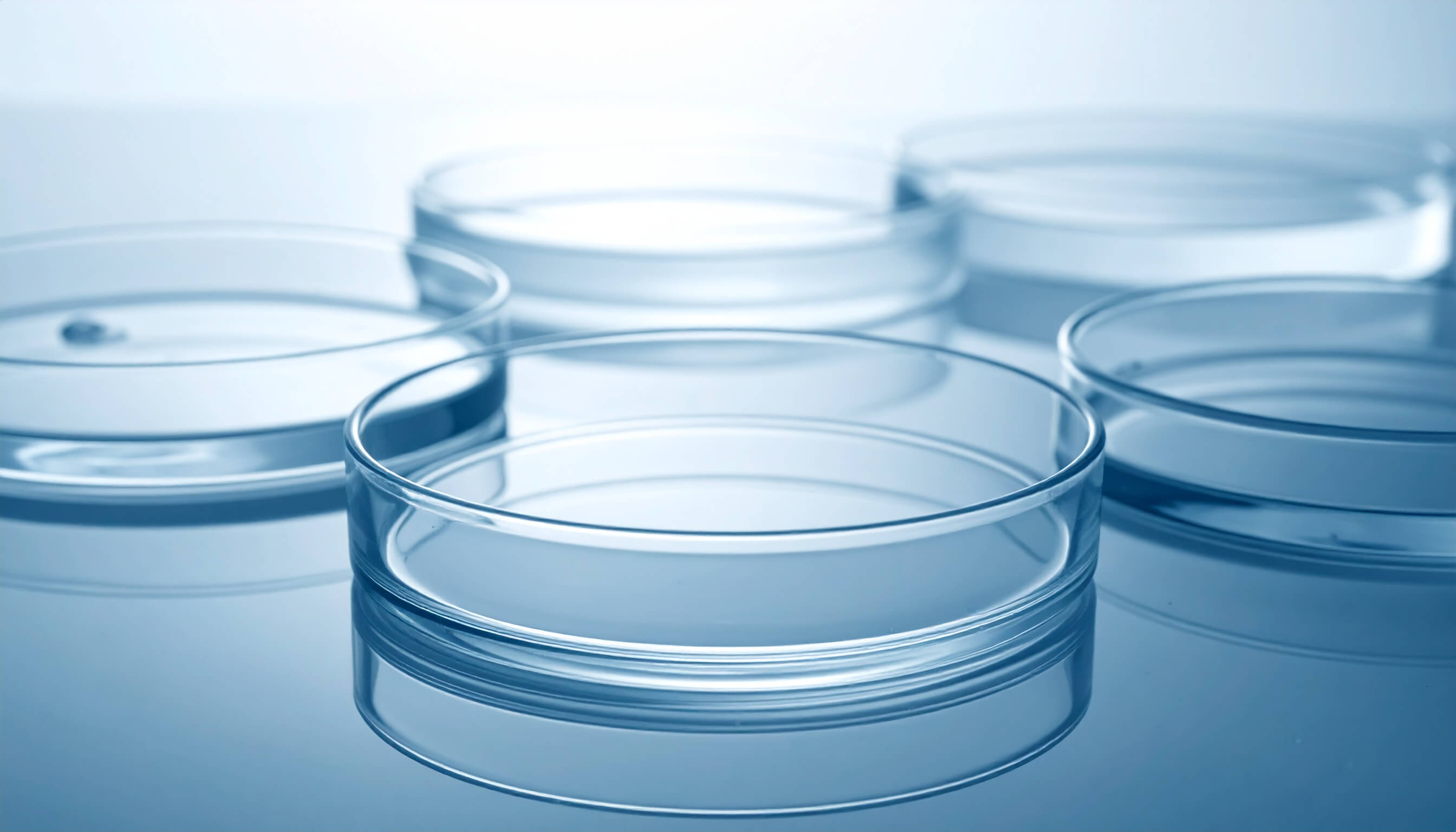 A set of glass petri dishes with liquid inside, positioned on a lab table for experimental purposes.