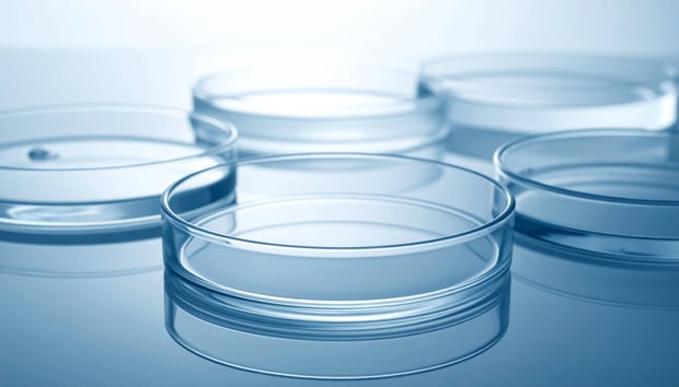 A set of glass petri dishes with liquid inside, positioned on a lab table for experimental purposes.