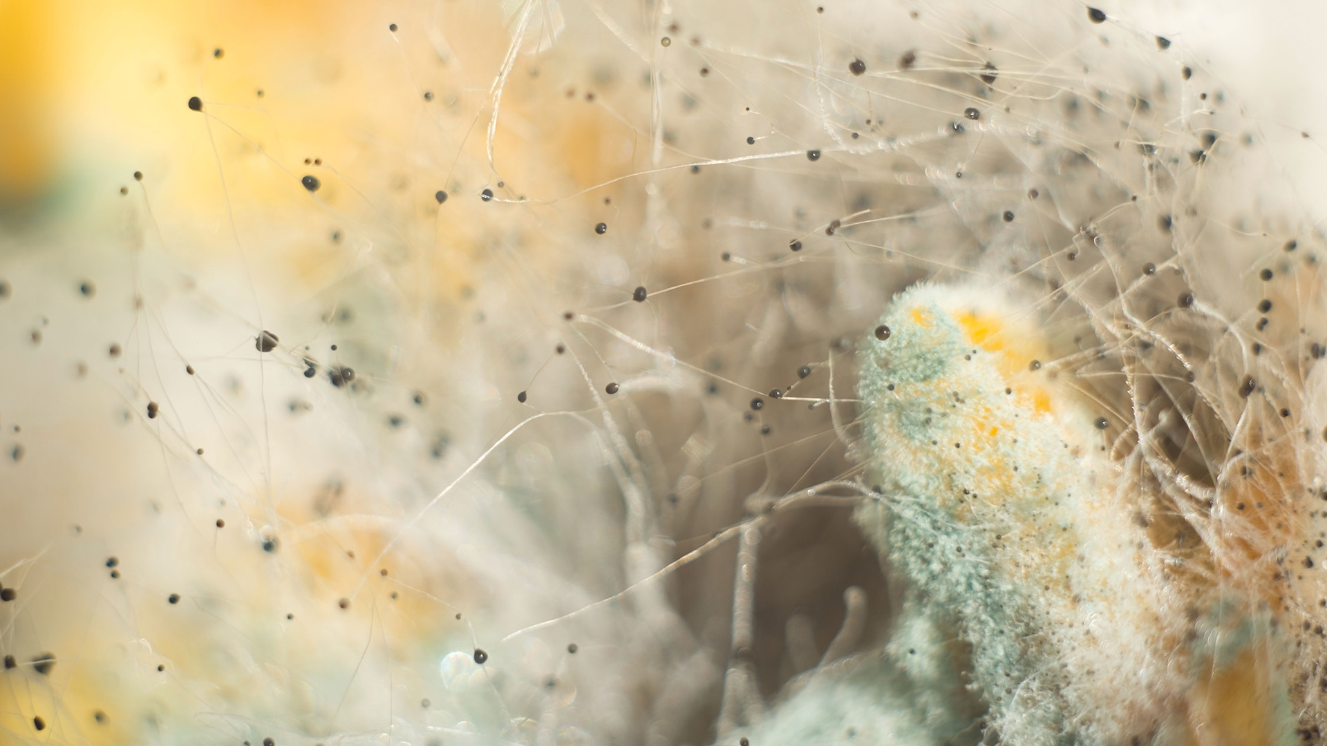 Microscopic view of mold growth and fungal structures associated with food spoilage and reduced shelf life.