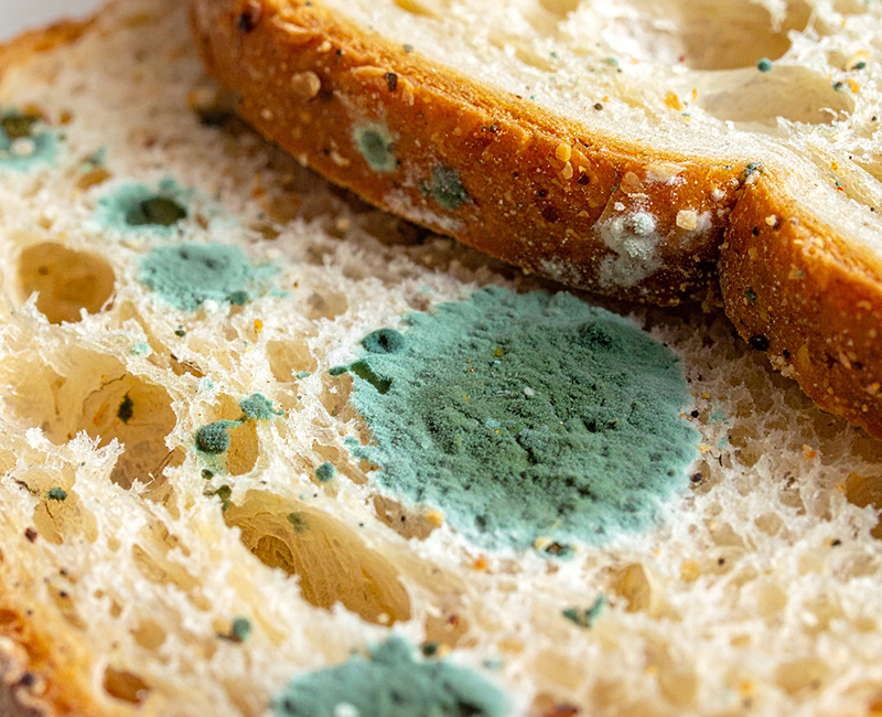 Mold growth causing food spoilage — a source of quality loss and reduced shelf life.