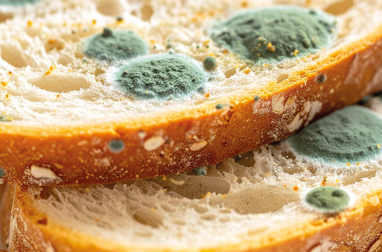 Mold growth causing food spoilage, assessed alongside hygiene indicator testing.