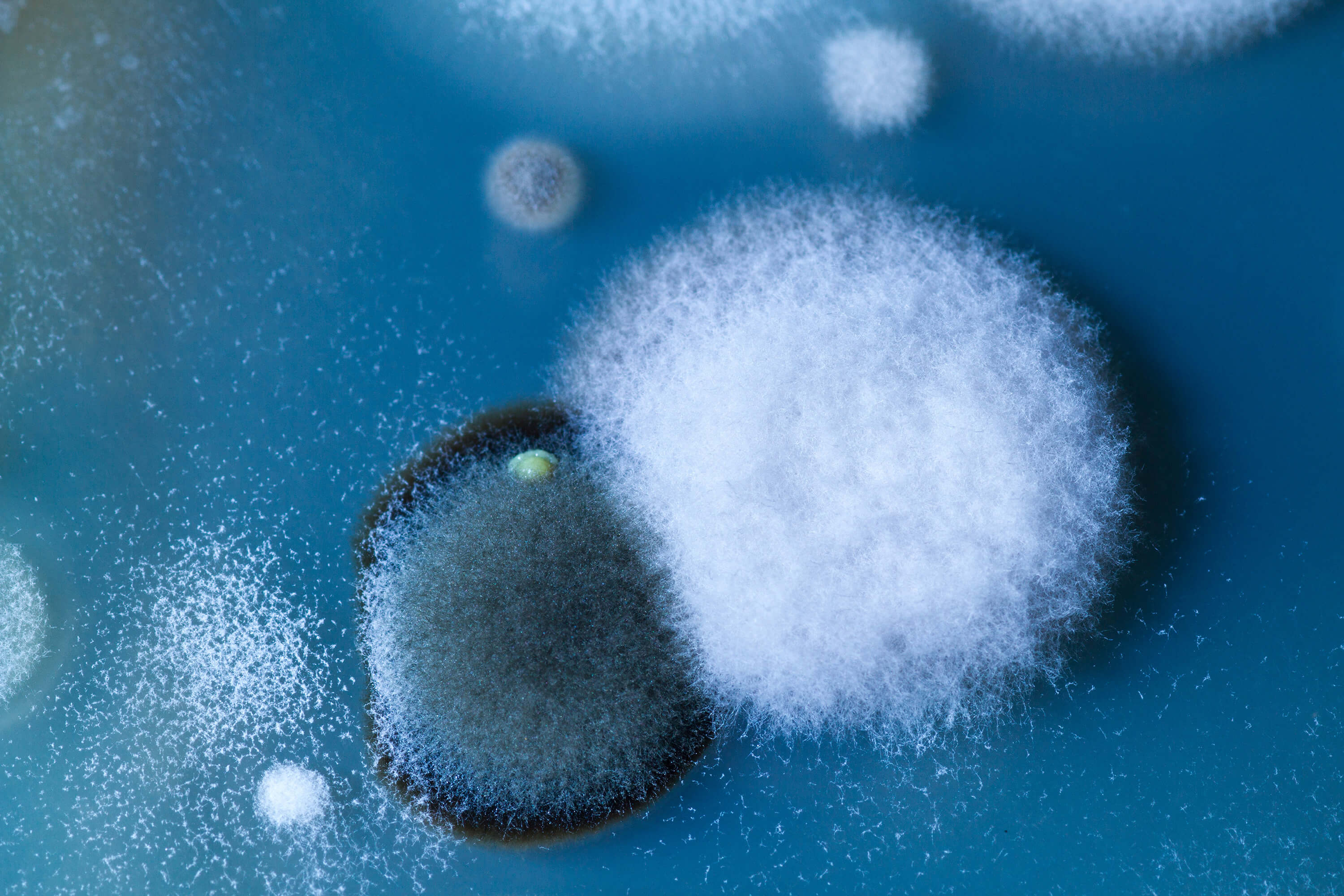 Close-up of mold colonies growing on a blue surface.