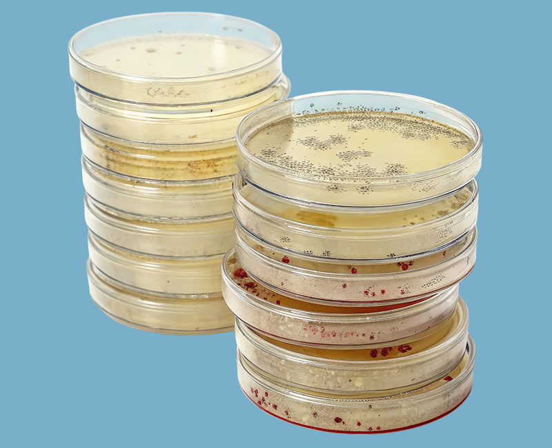 Microbiological culture media assessed for Growth Promotion Testing and GMP-compliant quality assurance.
