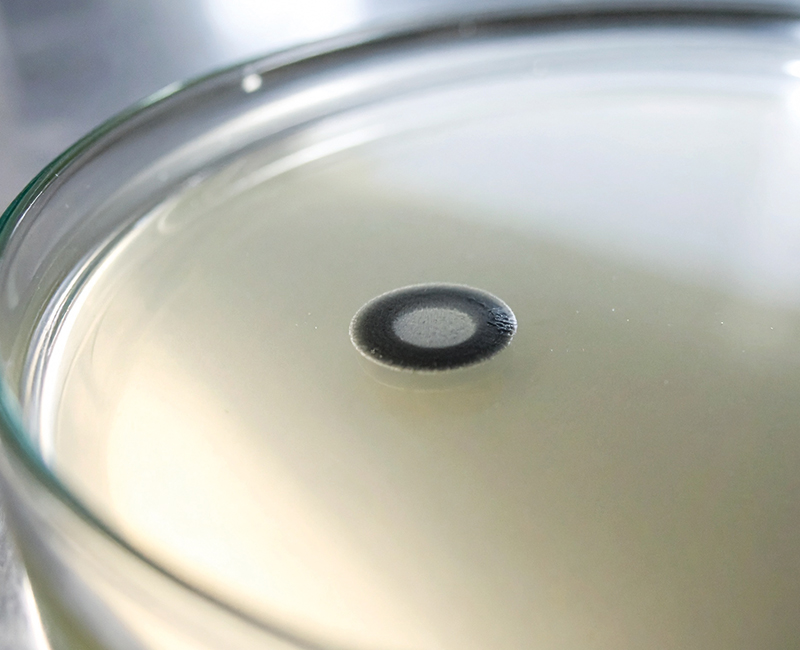 Microbial colony on agar medium used for foodborne pathogen detection and microbiological testing.
