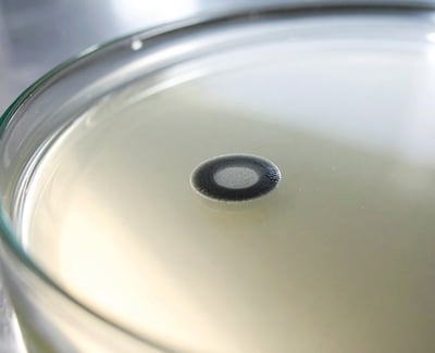 Microbial colony on agar medium used for foodborne pathogen detection and microbiological testing.