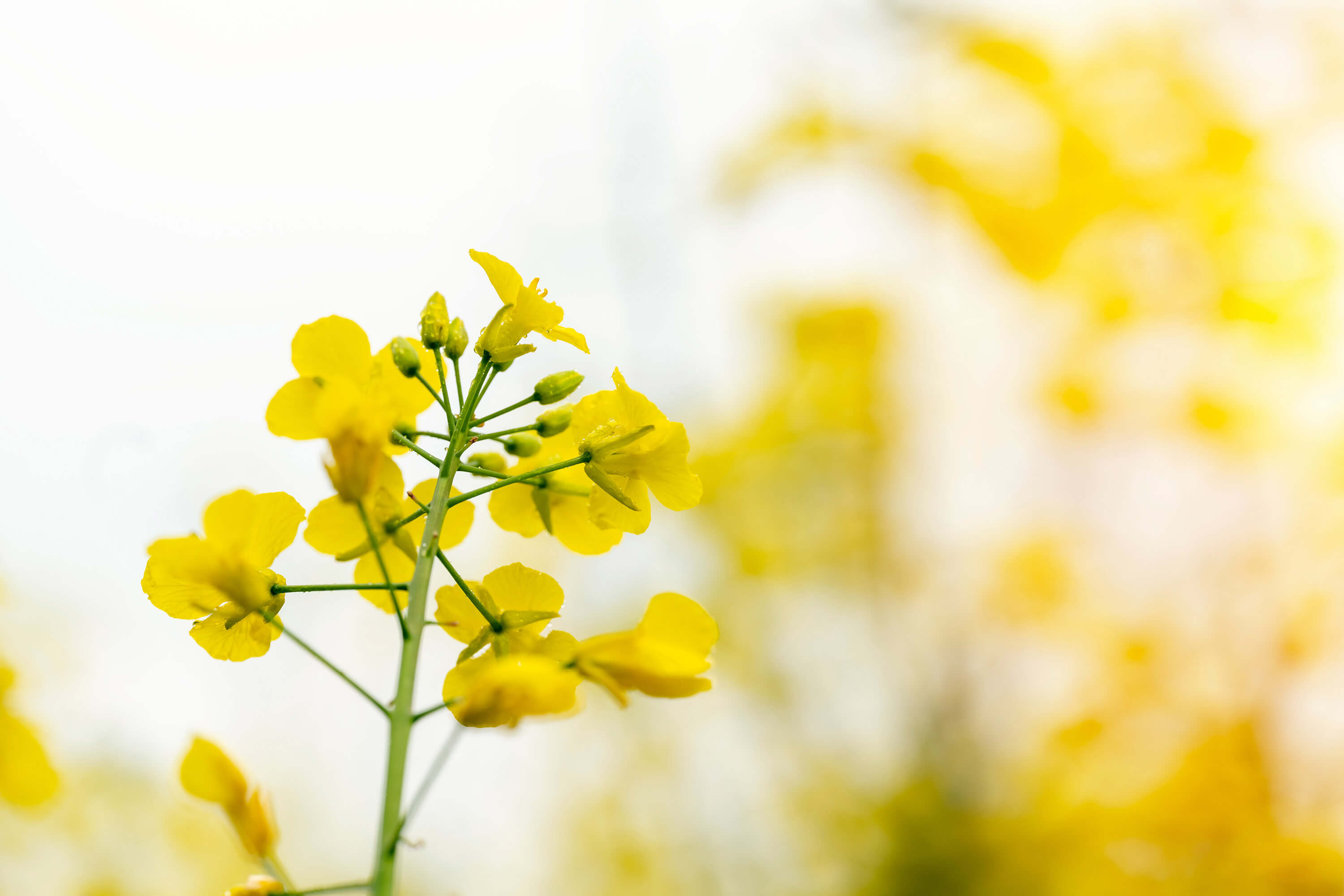 A rapeseed flower is shown against a blurred rapeseed field background.