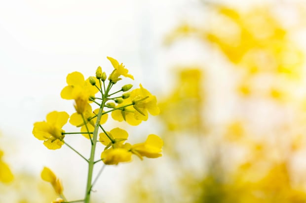 A rapeseed flower is shown against a blurred rapeseed field background.