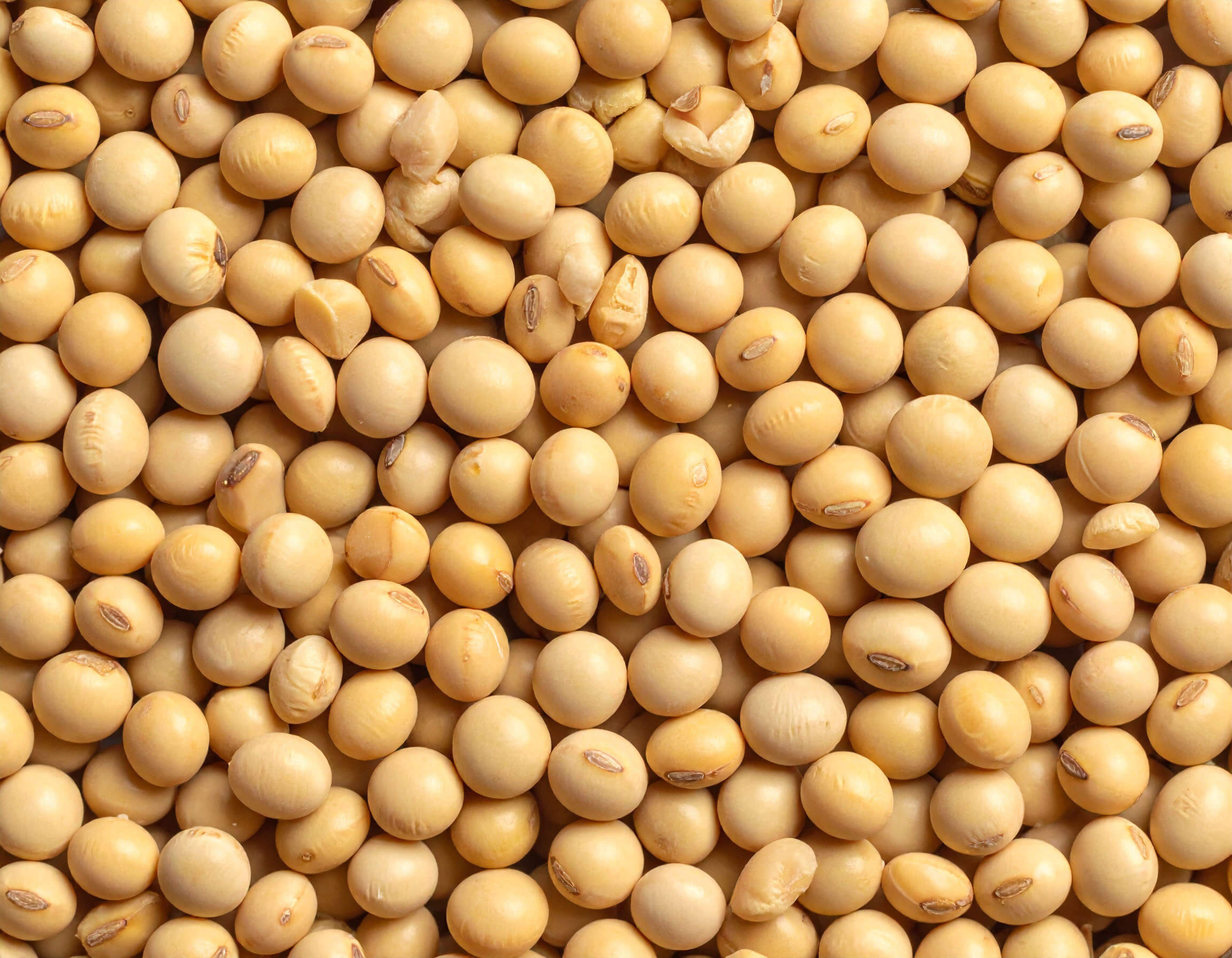 A close-up of soybeans, highlighting their texture and color.
