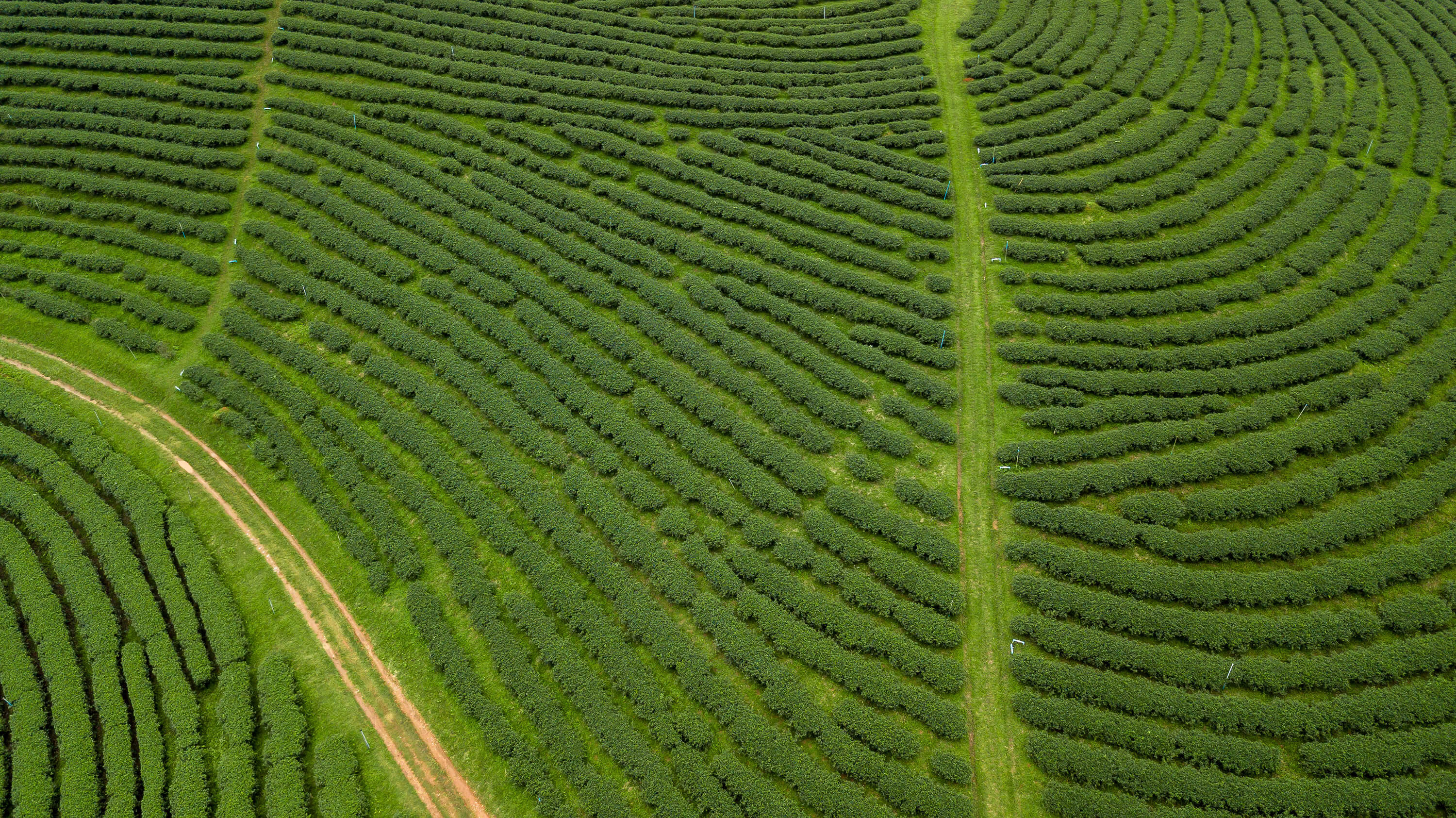 An aerial view of a green tea plantation shows an ecological tea garden with a lush, textured agricultural landscape.