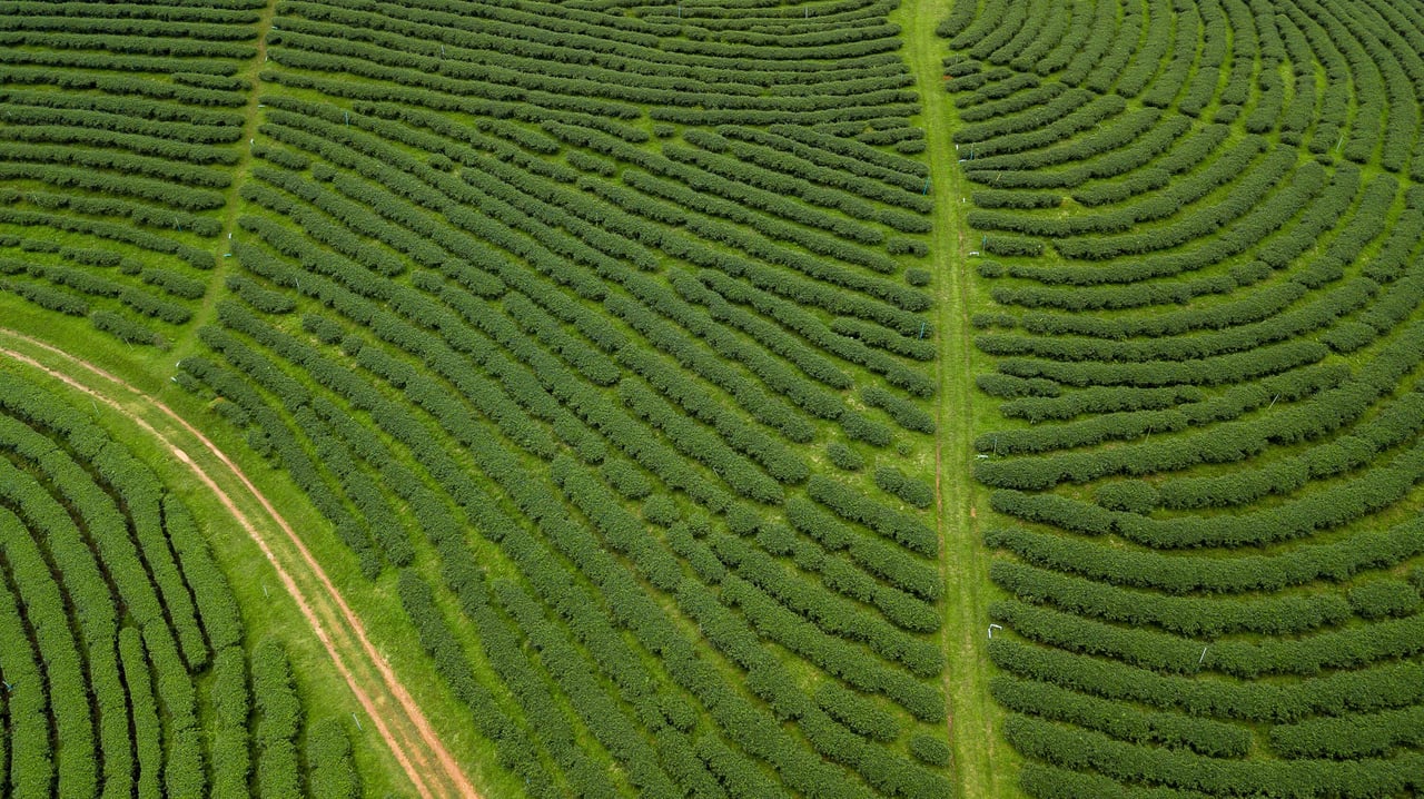 An aerial view of a green tea plantation shows an ecological tea garden with a lush, textured agricultural landscape.