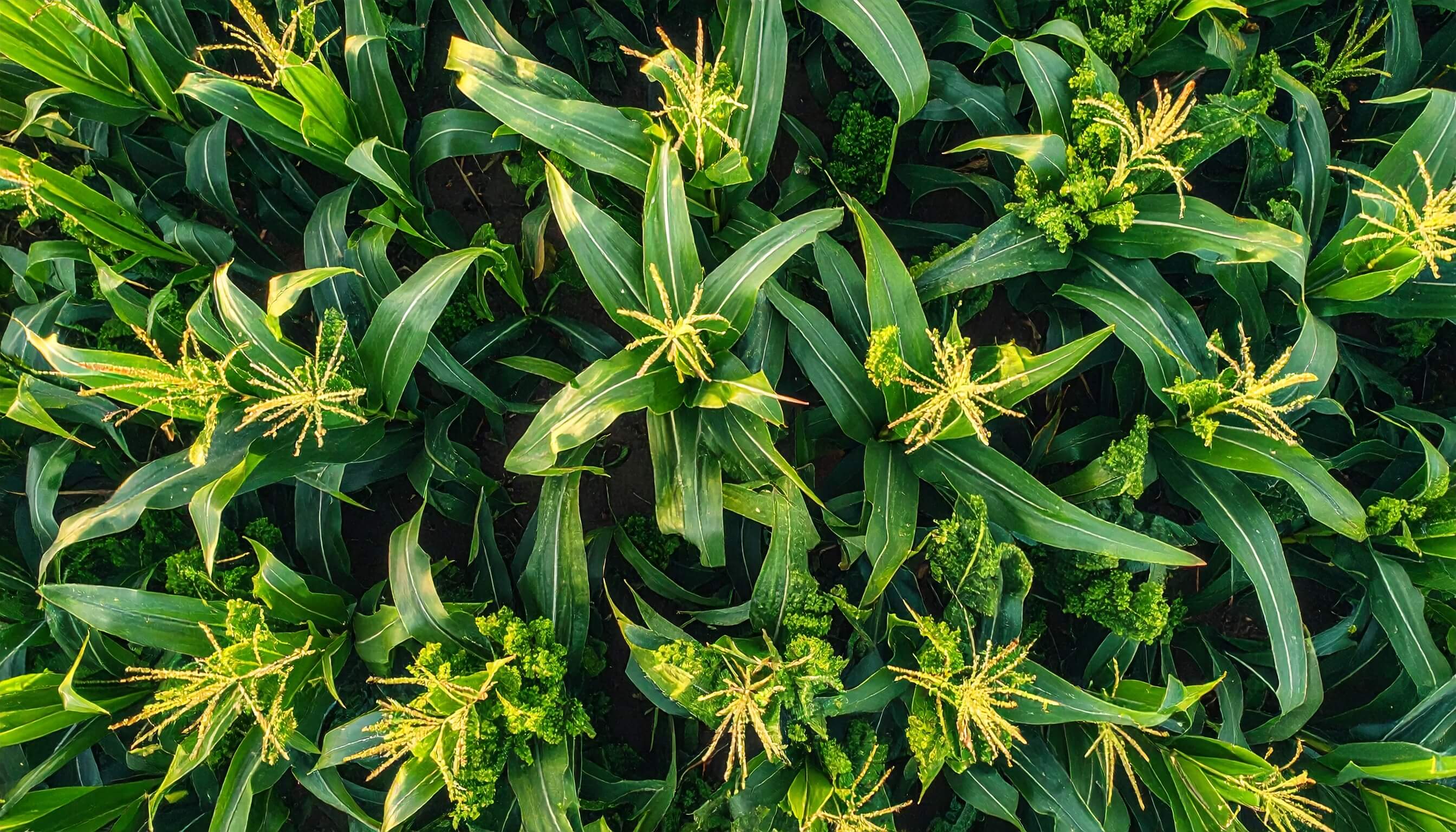 Close-up of a corn plant showcasing vibrant green leaves in a field setting.