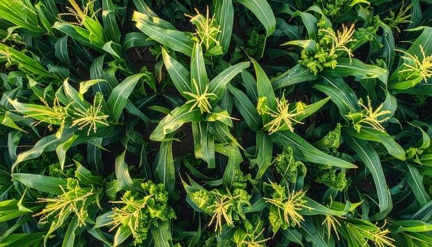 Close-up of a corn plant showcasing vibrant green leaves in a field setting.
