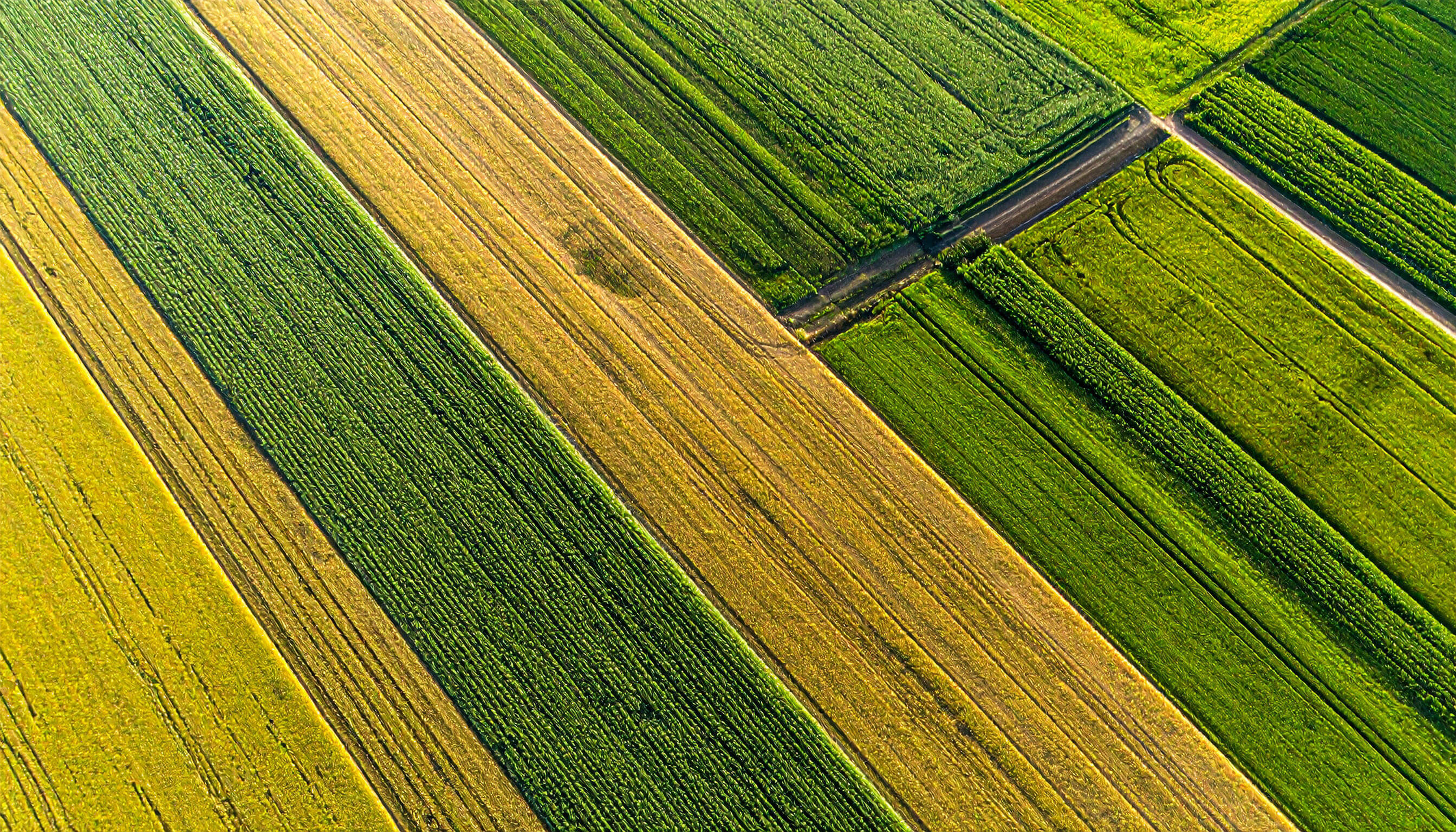 Aerial perspective of a vegetable field showcasing lush green and golden yellow crops arranged in organized patterns.