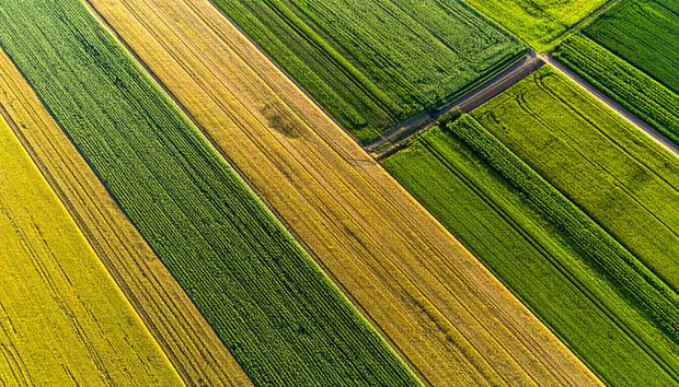 Aerial perspective of a vegetable field showcasing lush green and golden yellow crops arranged in organized patterns.