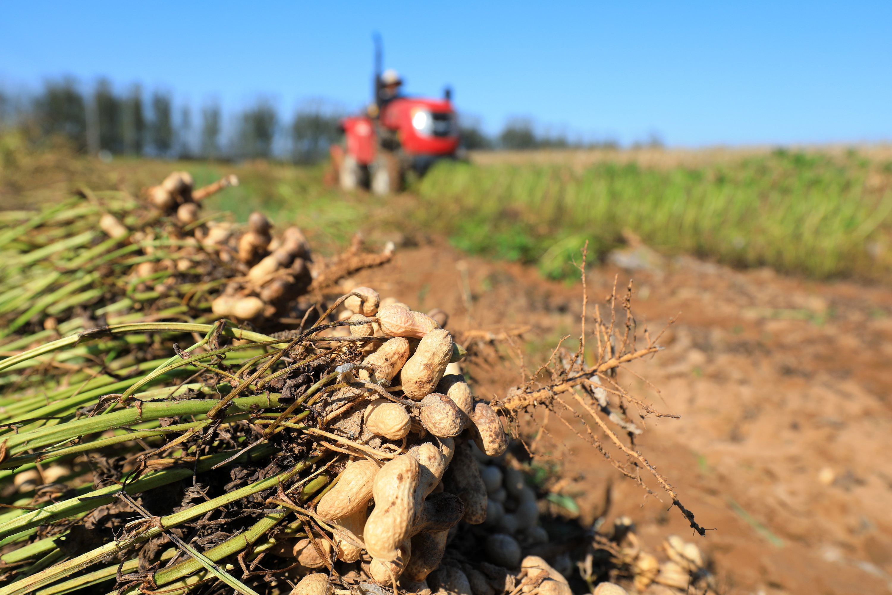 Freshly harvested peanut plants lying in a field, with a tractor blurred in the background.