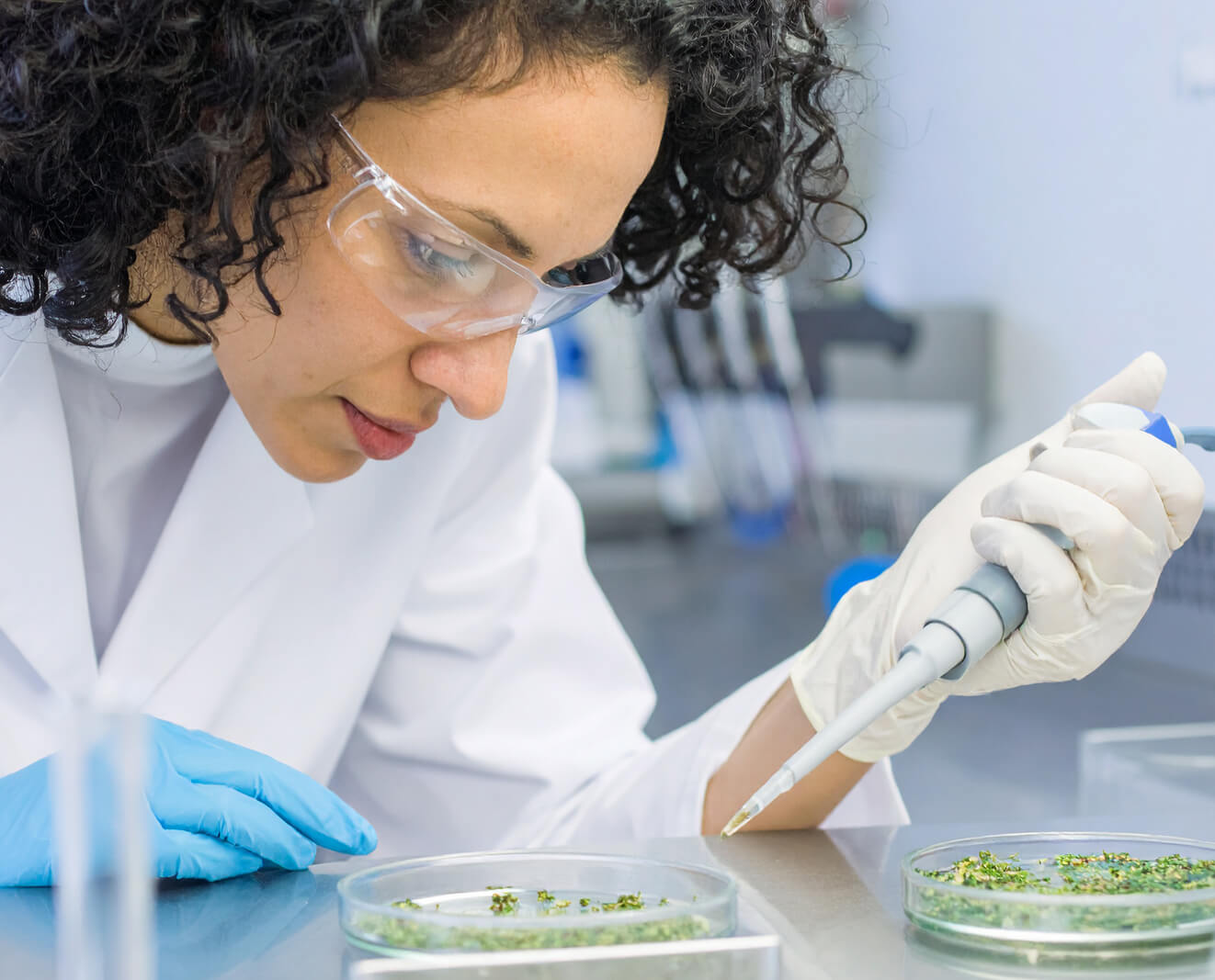 A laboratory worker uses a pipette to examine samples in petri dishes.