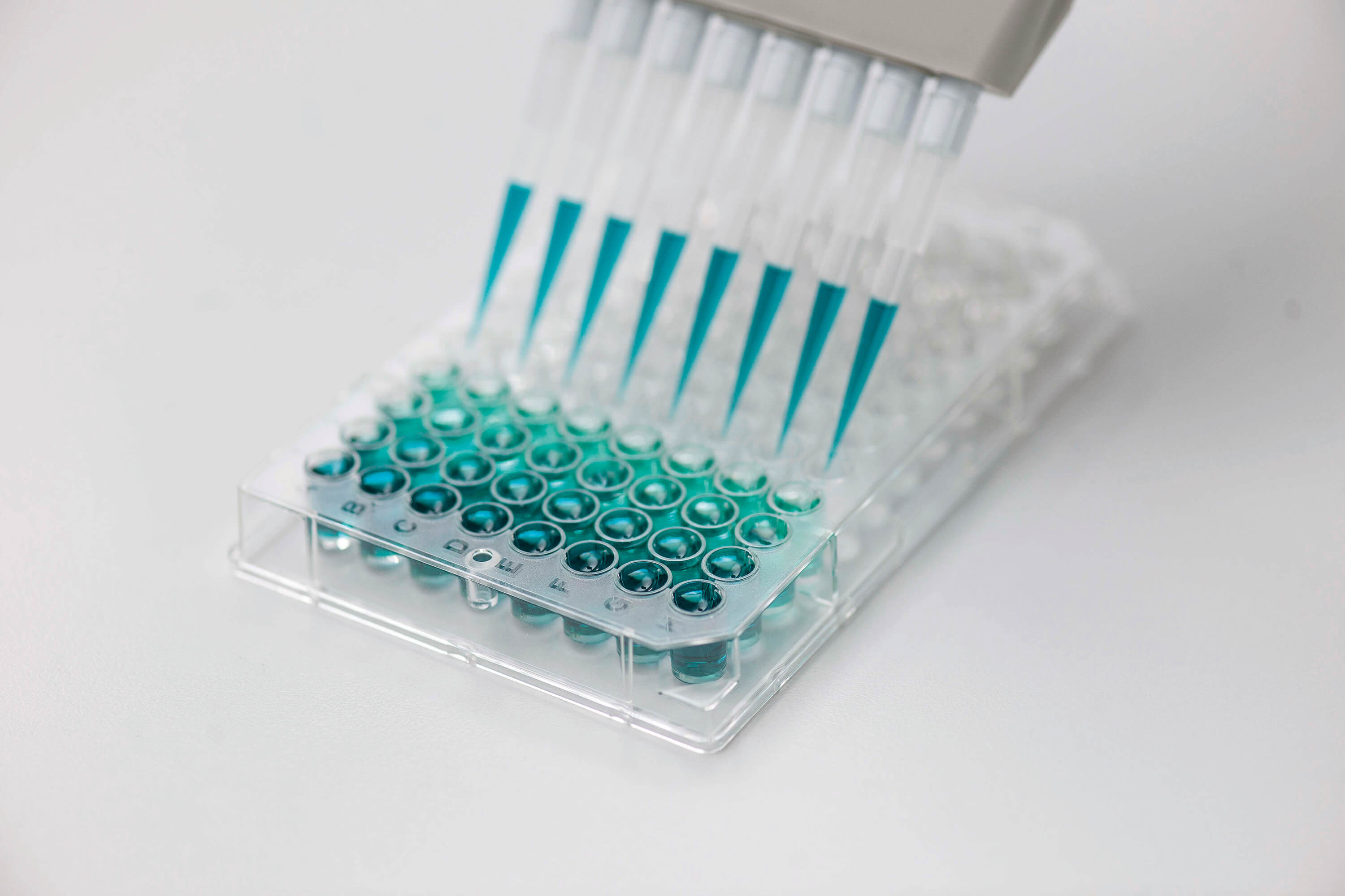 A multichannel pipette dispenses liquid into a microplate.
