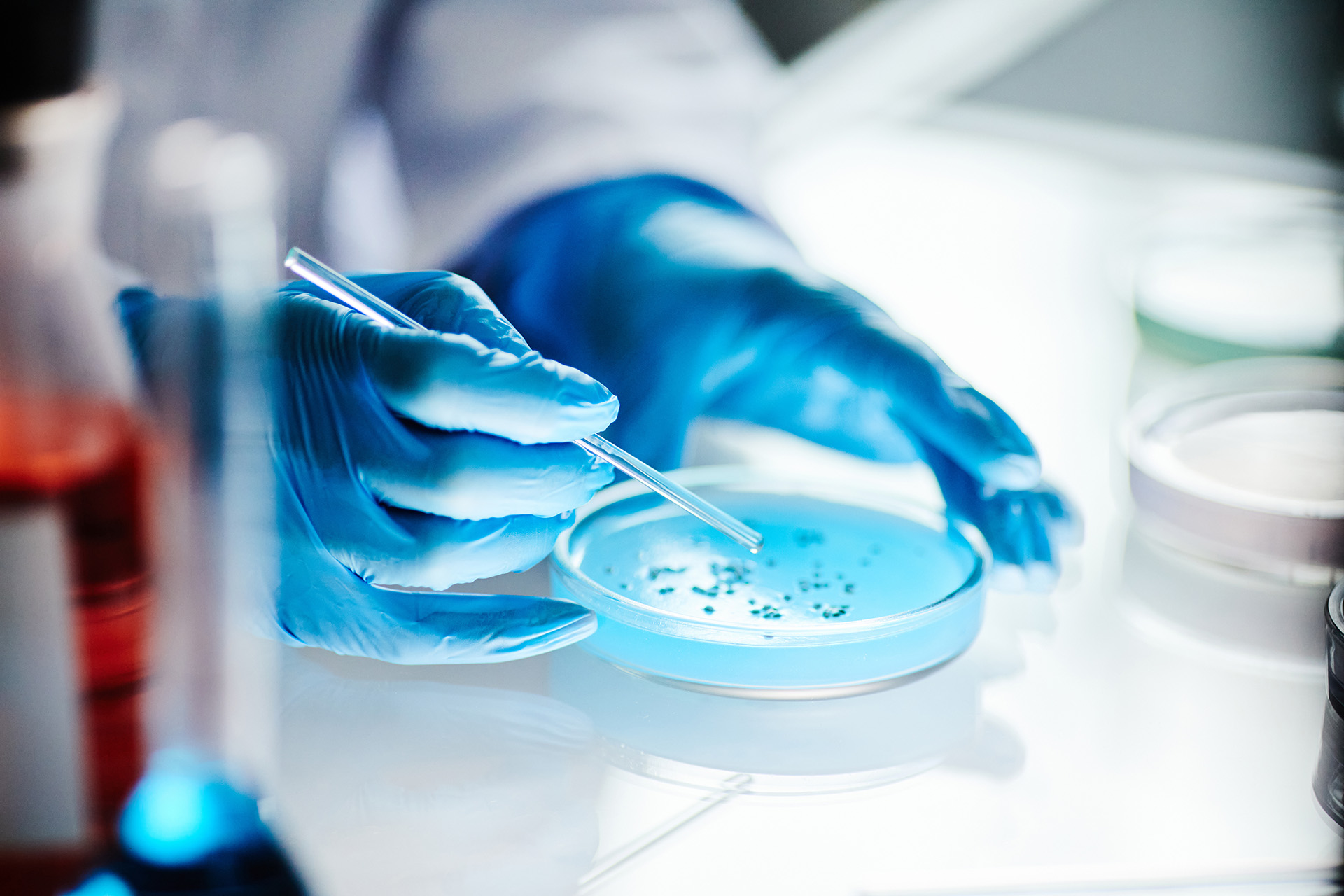 Close up on hands of unrecognizable scientist in vinyl gloves dripping liquid from pipette into petri dish studying microbiology at light table in laboratory.