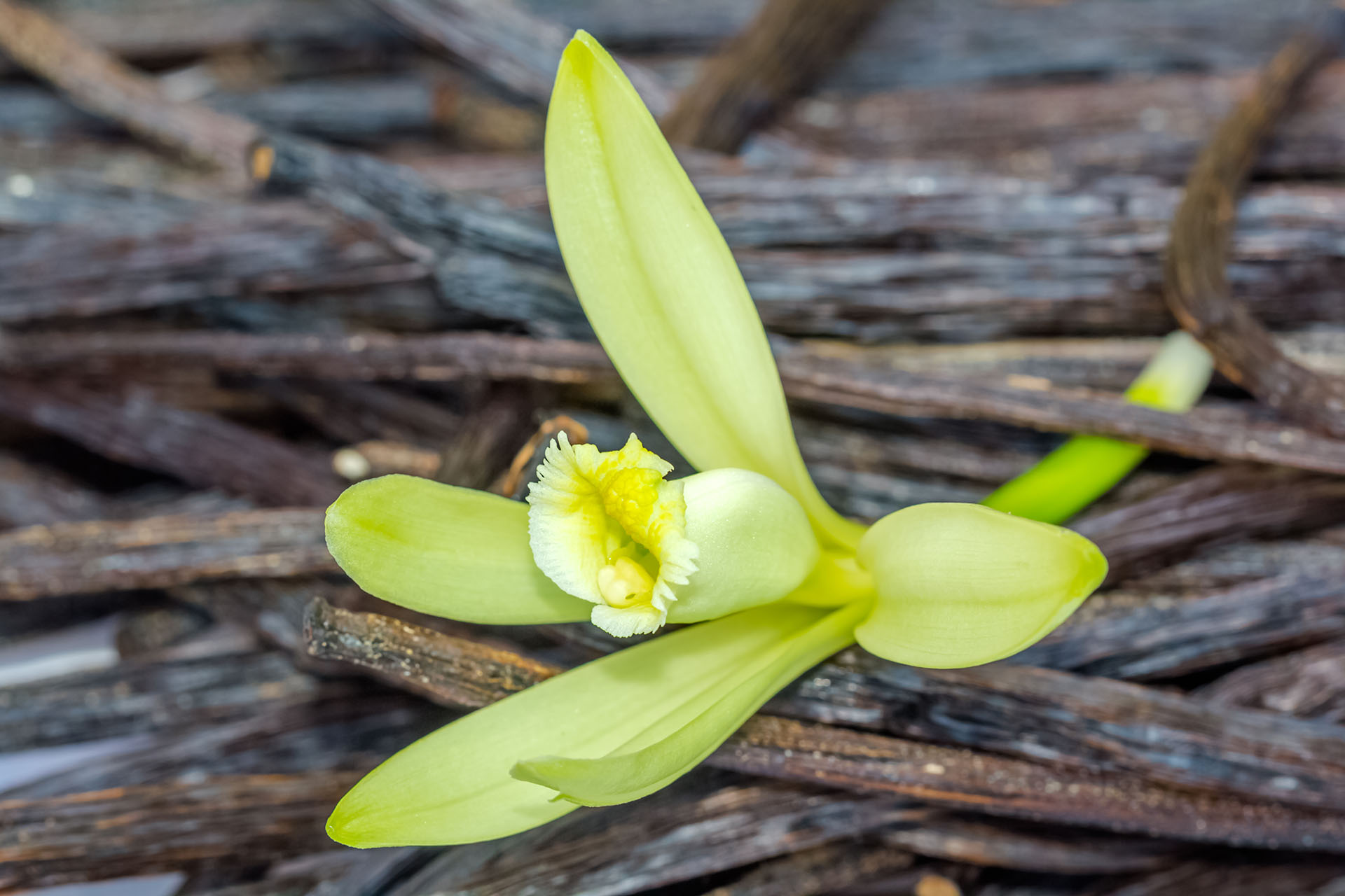 Vanilla flower with green petals placed on dried vanilla pods.