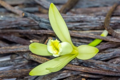 Vanilla flower with green petals placed on dried vanilla pods.