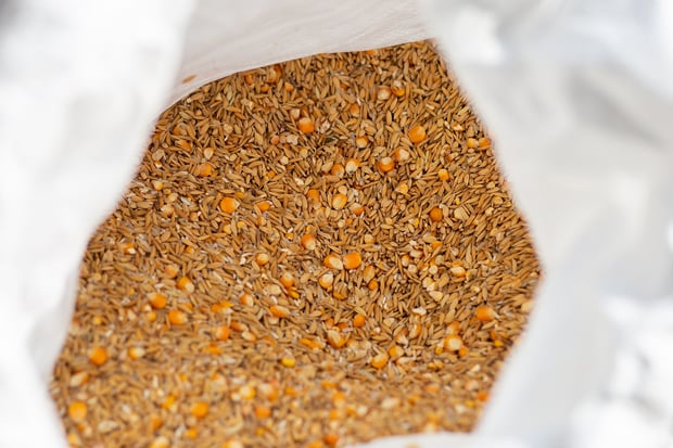Paddy Meal and Corn Meal In white sacks to be used as animal feed.