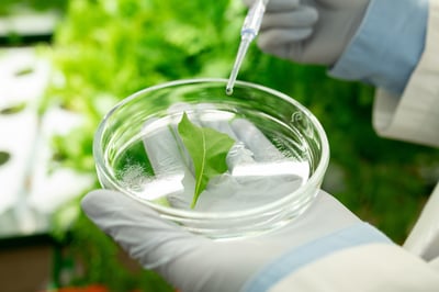Gloved hands of researcher dropping liquid substance on green leaf in petri dish.